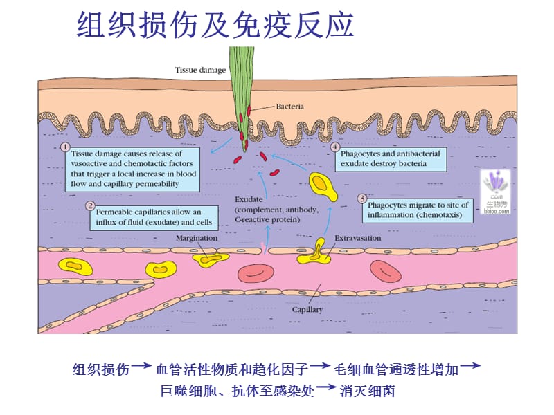 11章神经免疫调节-精选文档.ppt_第2页