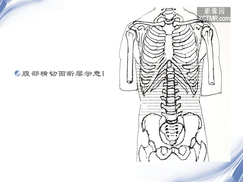 人体断层解剖图谱腹腔ppt课件-文档资料.ppt_第1页