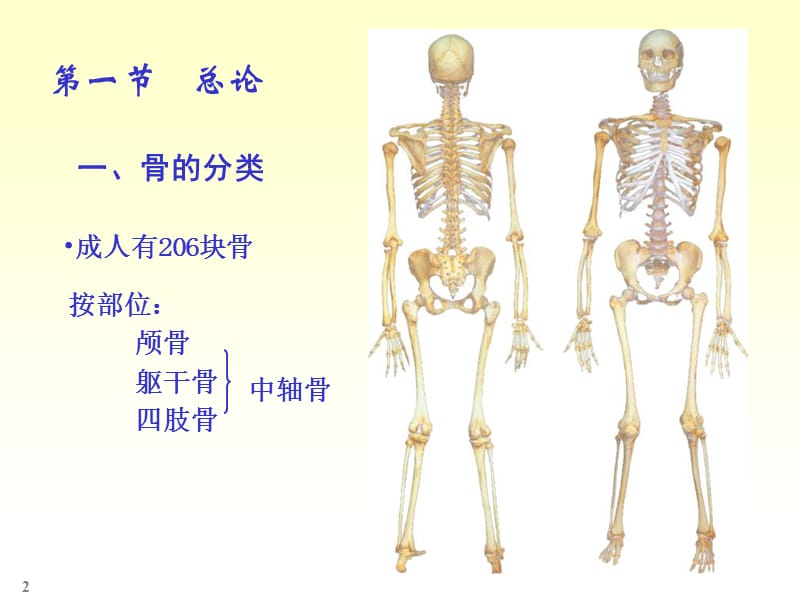 人体解剖实验-精选文档.ppt_第2页