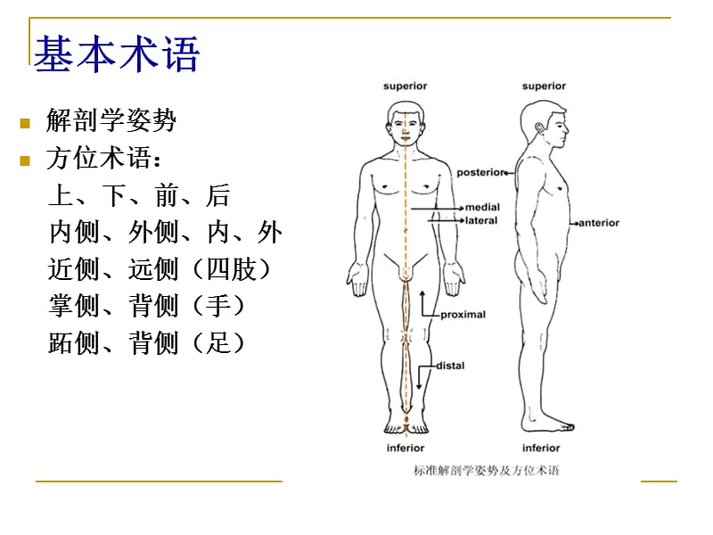 人体解剖和生理-精选文档.ppt_第2页