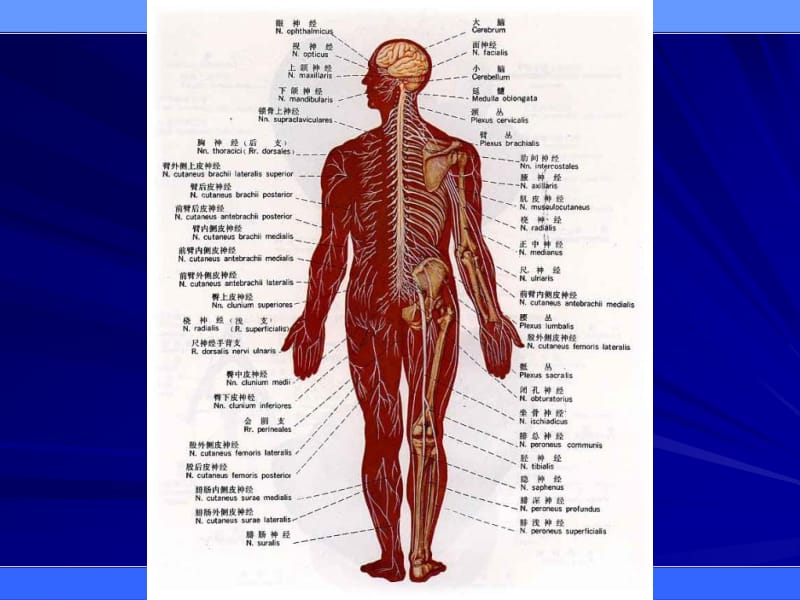 1脑结构与脑细胞-PPT文档.ppt_第3页