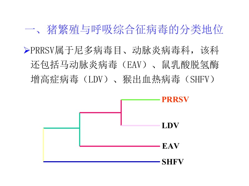 2-猪繁殖与呼吸综合征病毒-PPT文档.ppt_第1页