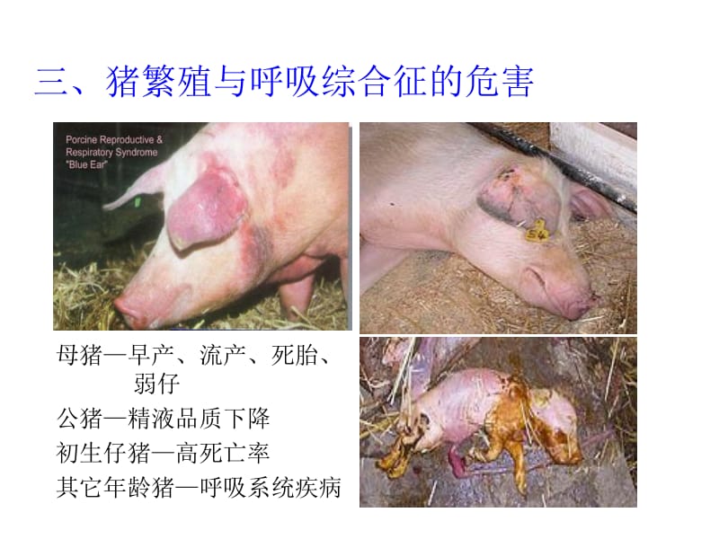 2-猪繁殖与呼吸综合征病毒-PPT文档.ppt_第3页