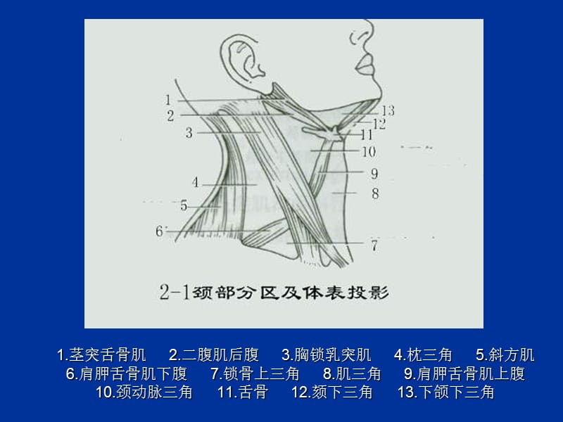 局解实验--颈部1-PPT文档.ppt_第3页