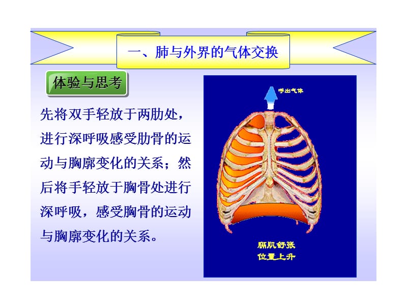发生在肺内的气体交换(19)-文档资料.ppt_第2页