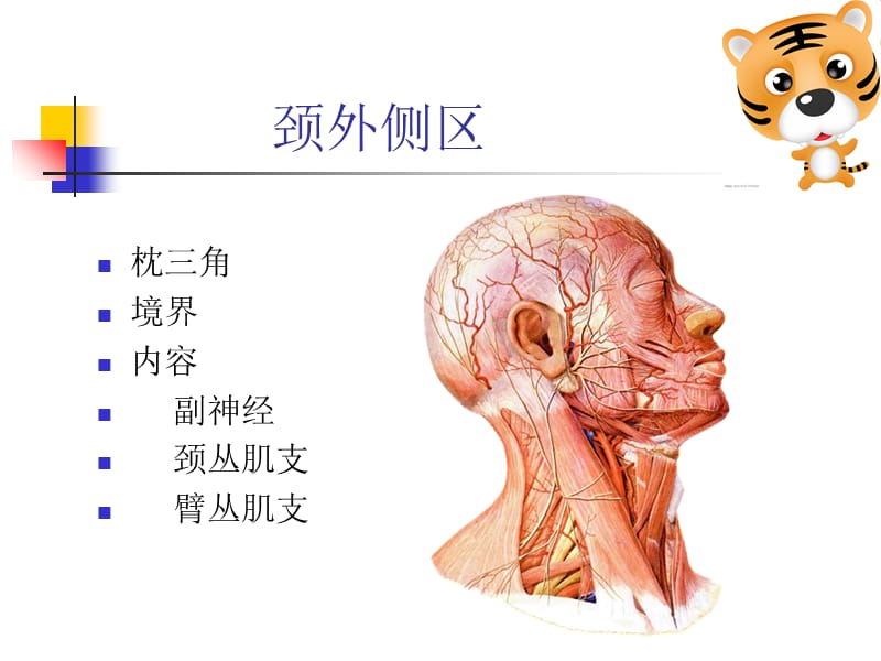 最新局部解剖学第八课李庆涛-PPT文档.ppt_第1页