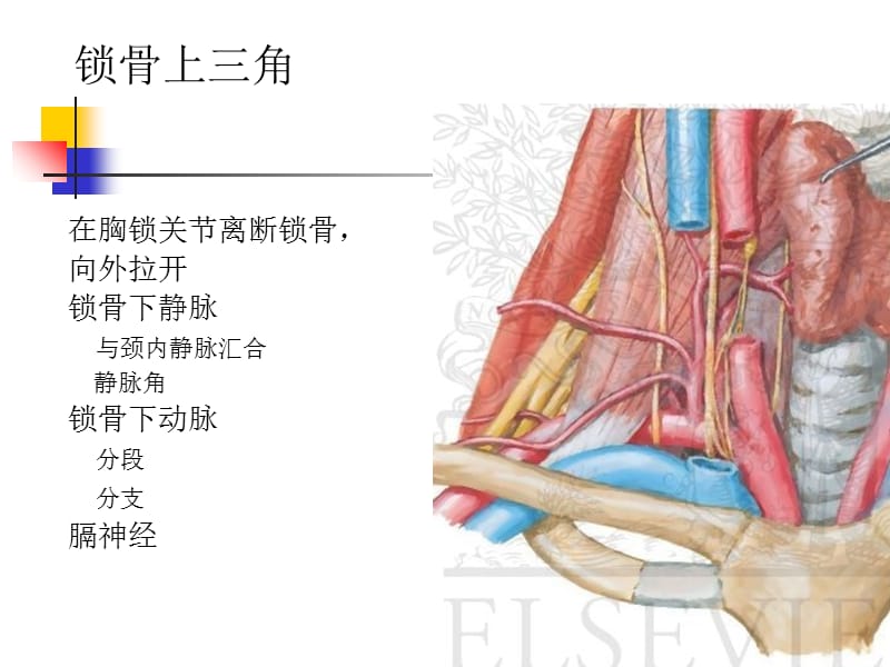 最新局部解剖学第八课李庆涛-PPT文档.ppt_第3页