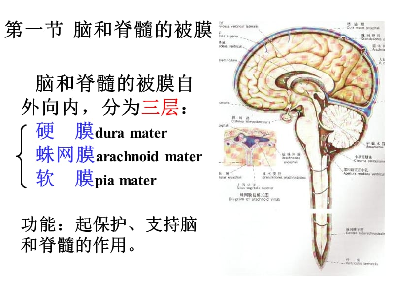 27脑和脊髓的被膜、血管-PPT文档资料.ppt_第2页