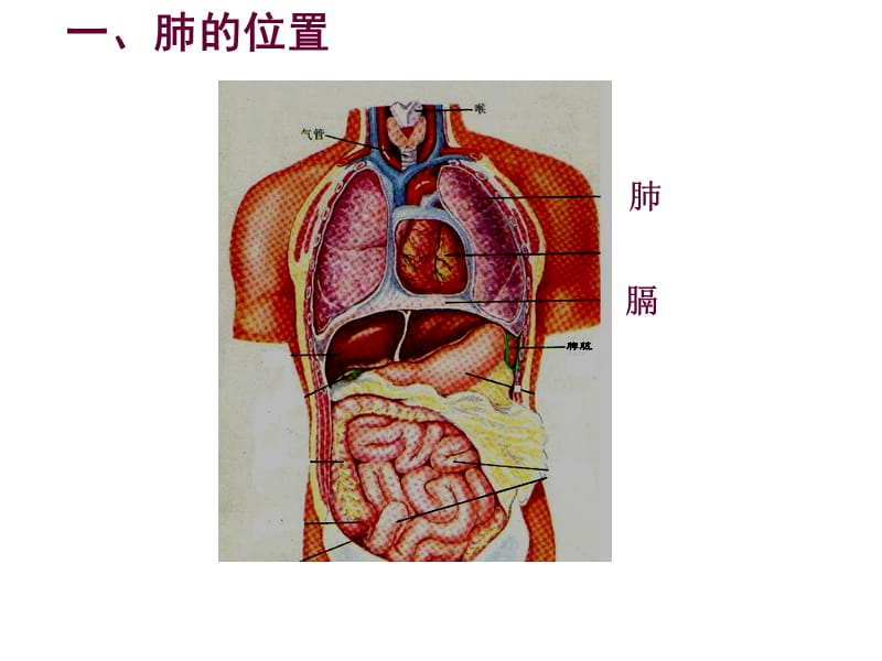 发生在肺内的气体交换(4)-精选文档.ppt_第1页