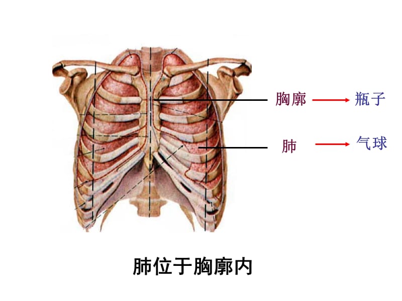 发生在肺内的气体交换(4)-精选文档.ppt_第3页