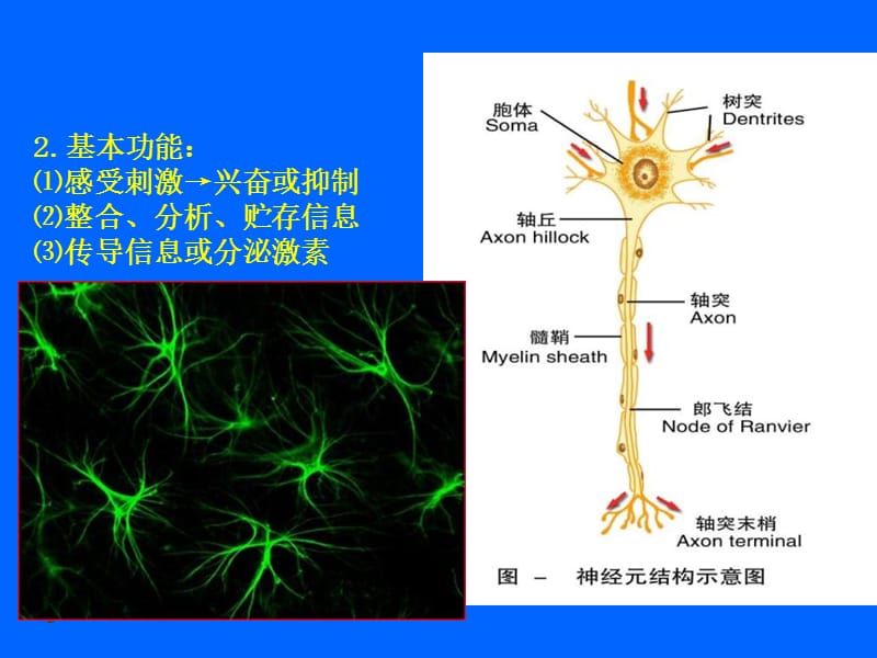 12神经系统总论-人体结构学-PPT课件.ppt_第3页