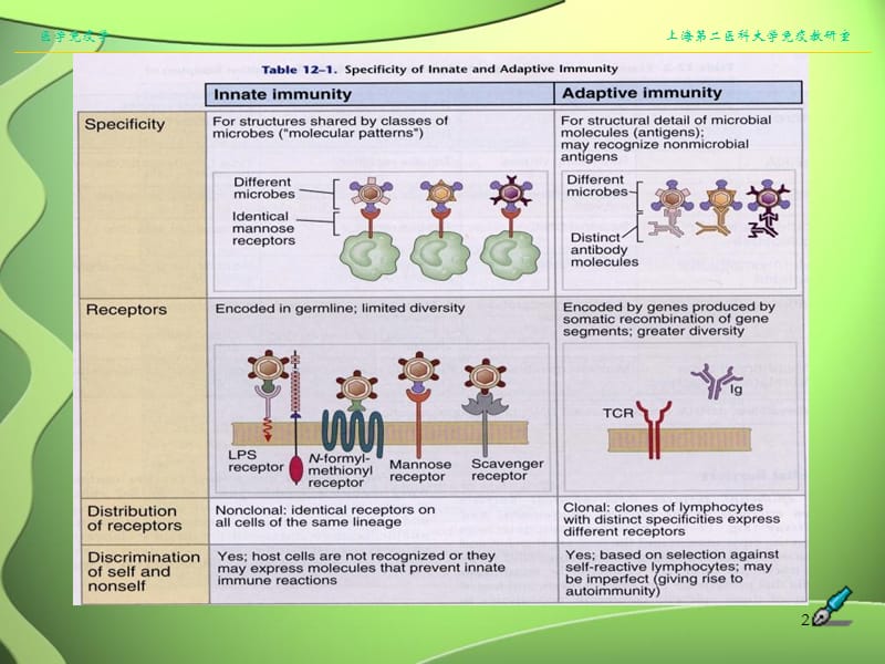 最新T细胞亚群进展及临床意义-PPT文档.ppt_第2页