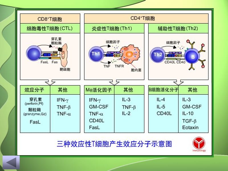 最新T细胞亚群进展及临床意义-PPT文档.ppt_第3页