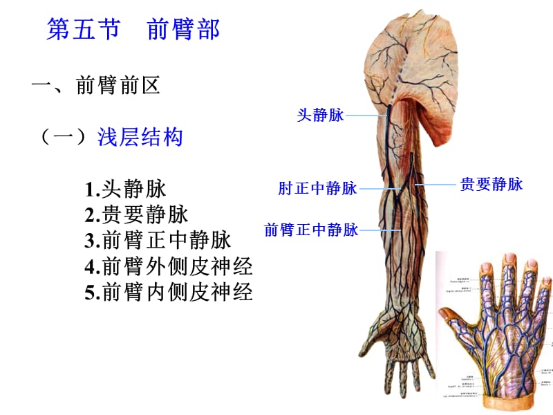 2014上肢解剖2-PPT文档资料.ppt_第1页