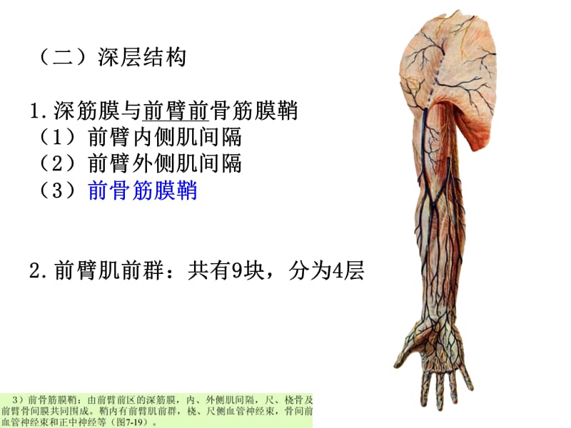 2014上肢解剖2-PPT文档资料.ppt_第3页