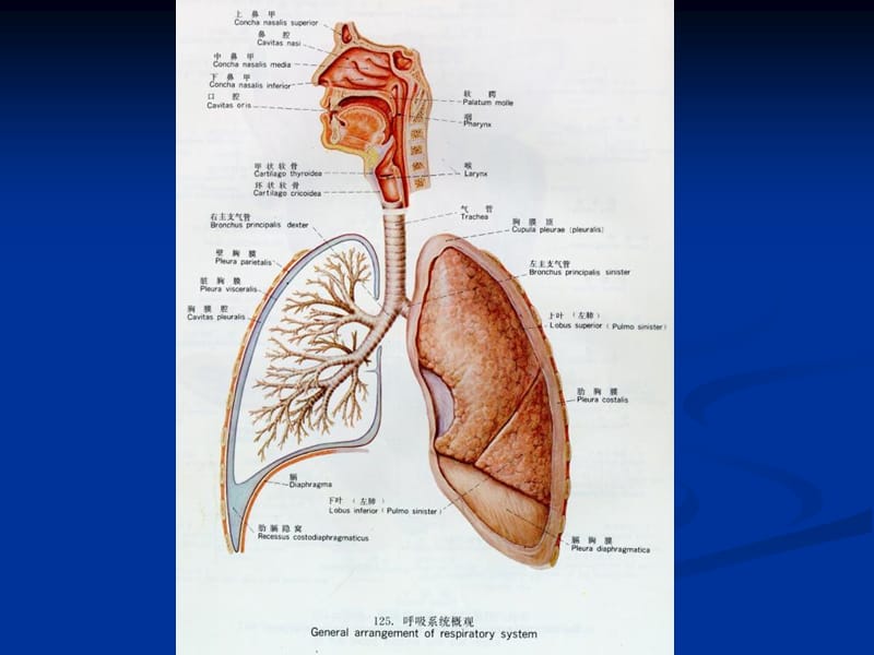 2018年病理学第七章呼吸系统疾病1-文档资料.ppt_第2页