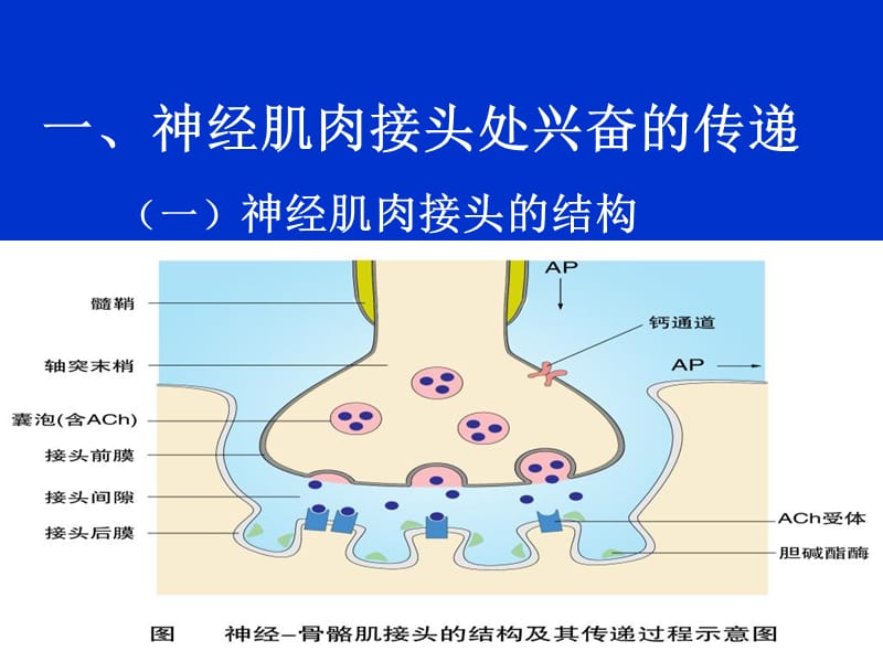 2-4肌细胞收缩-PPT课件.ppt_第1页