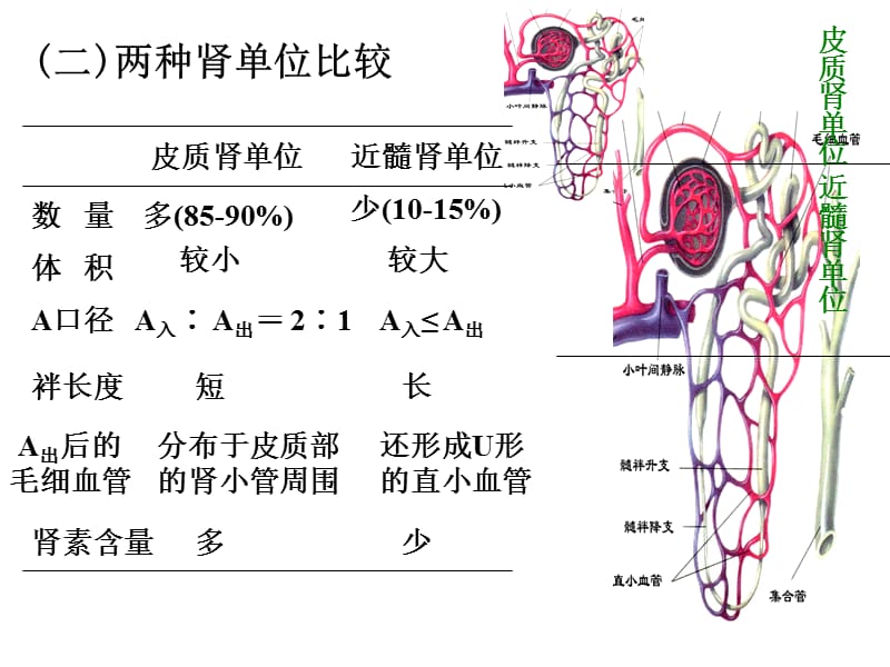 最新：中国药科大学人体解剖生理学——尿的生成2ppt课件-文档资料.ppt_第3页