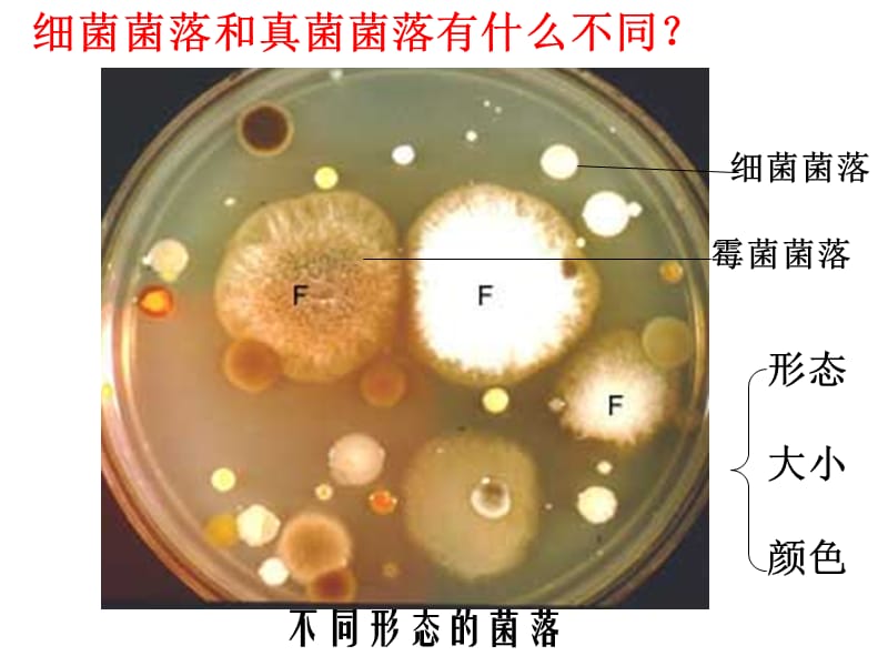 初二生物课件___第四章第一节细菌与真菌的分布课件-PPT课件.ppt_第3页