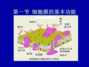 3细胞的基本功能-PPT课件.ppt