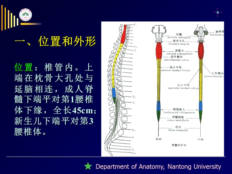 南通大学基础医学院人体解剖学教研室-文档资料.ppt_第1页