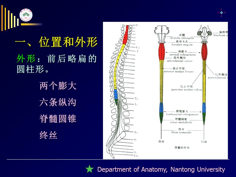 南通大学基础医学院人体解剖学教研室-文档资料.ppt_第2页