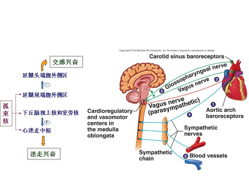 动物生理学实验实验课二：心血管活动的调节-PPT文档.ppt_第3页