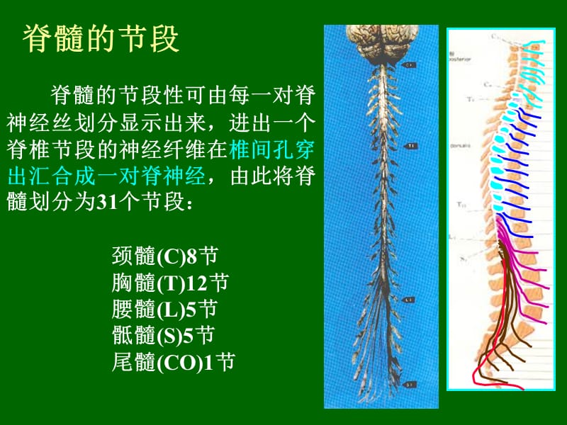 5-09神经系统2-脊髓-PPT文档.ppt_第2页