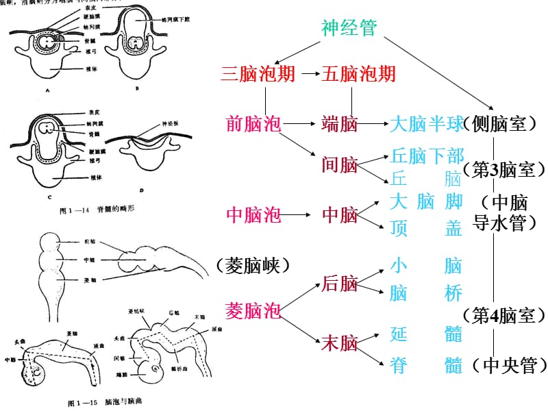 最新：1神经系统的个体发生-神经解剖学讲稿-文档资料.ppt_第1页