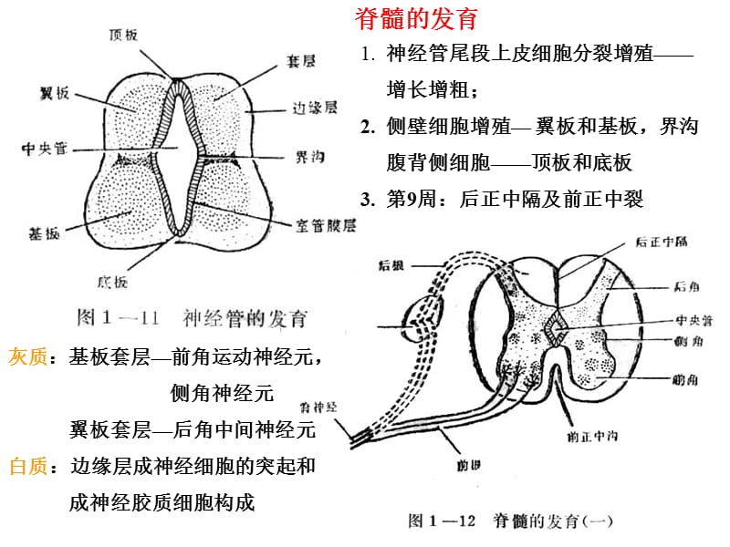 最新：1神经系统的个体发生-神经解剖学讲稿-文档资料.ppt_第3页