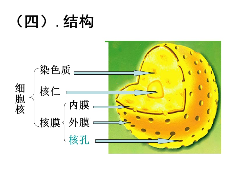 最新第二节细胞的类型和结构-PPT文档.ppt_第3页