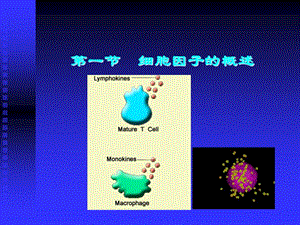 最新第五章细胞因子-PPT文档.ppt