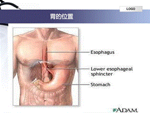 从胃的损伤和保护谈胃溃疡形成和形成-PPT文档资料.ppt