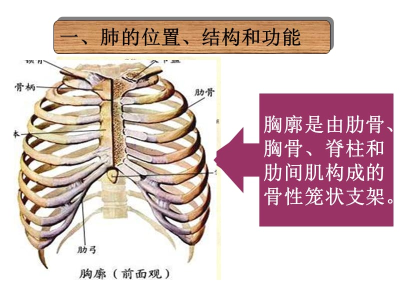 发生在肺内的气体交换-精选文档.ppt_第2页