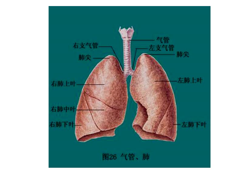 发生在肺内的气体交换-精选文档.ppt_第3页