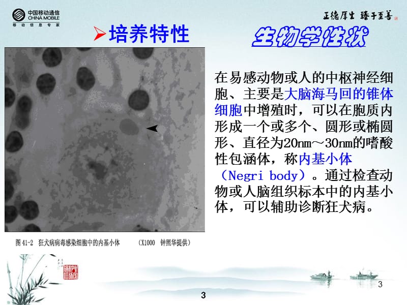 最新：卫校讲稿-第15次课狂犬病毒-文档资料.ppt_第3页