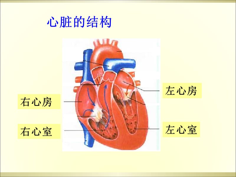 最新2心脏和血管教学课件-PPT文档.ppt_第3页