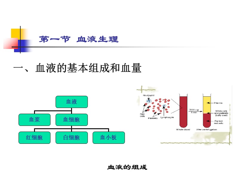 最新：护理 第五章 血液与造血系统-文档资料.ppt_第2页