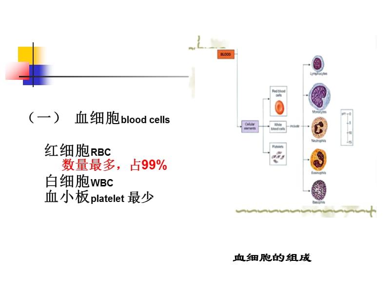 最新：护理 第五章 血液与造血系统-文档资料.ppt_第3页