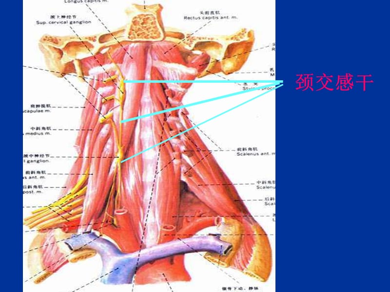 最新：局部解剖学 - 颈部(颈根部等)-文档资料.ppt_第2页