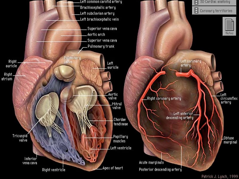 成人心脏外科围术期护理-PPT课件.ppt_第1页
