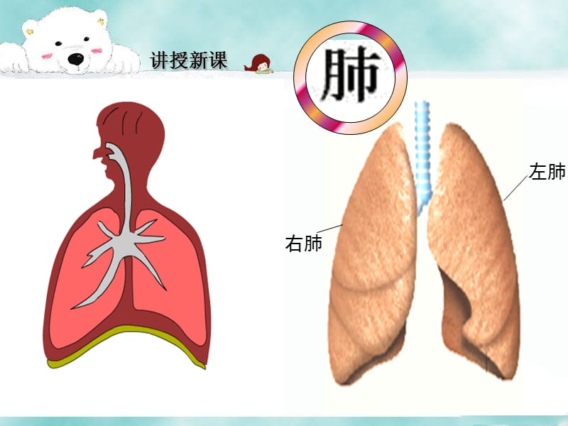 发生在肺内的气体交换人教版七年级下册-PPT文档.ppt_第2页