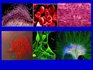 最新：生理学--细胞的基本功能PPT课件-文档资料.ppt