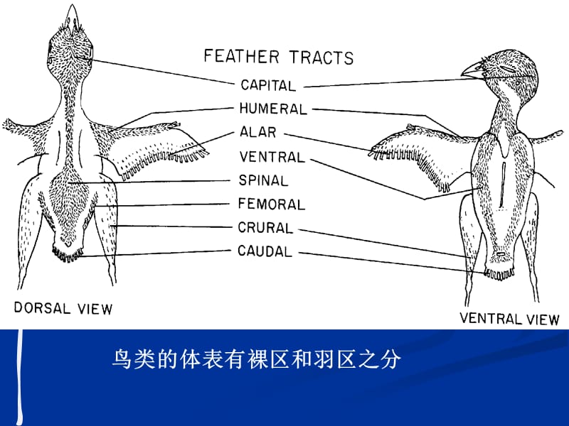 实验十鸡的外形及内部解剖-PPT文档.ppt_第2页