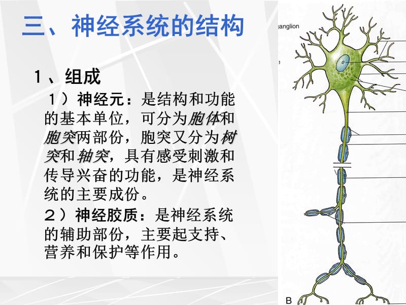 12神经系统总论及脊神经1-文档资料.ppt_第3页