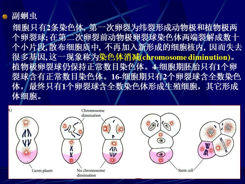最新第1章生殖细胞发生教学评优赛-PPT文档.ppt_第3页