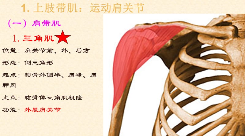 最新上肢解剖-PPT文档.ppt_第1页