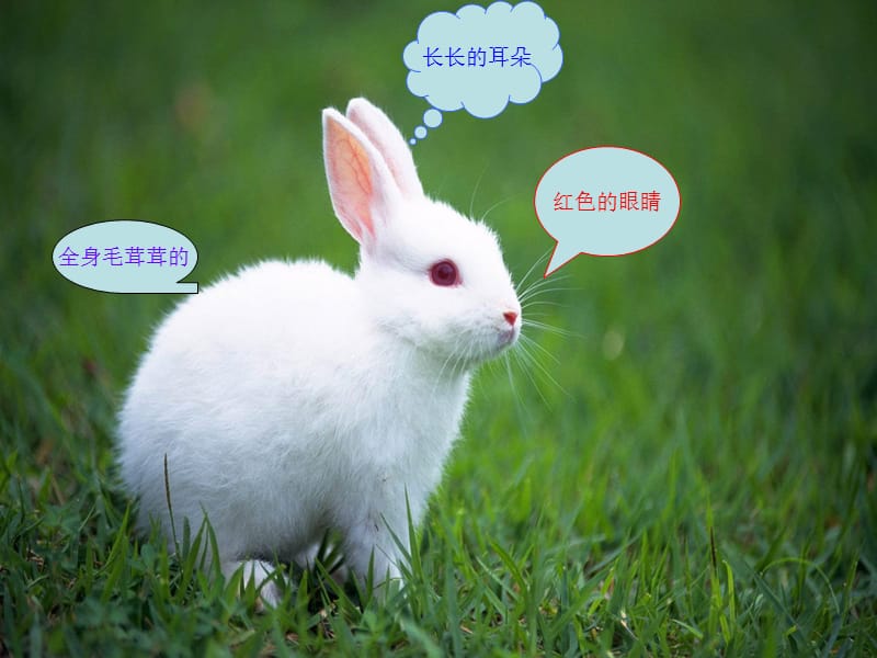 科学：可爱的小兔.ppt_第2页