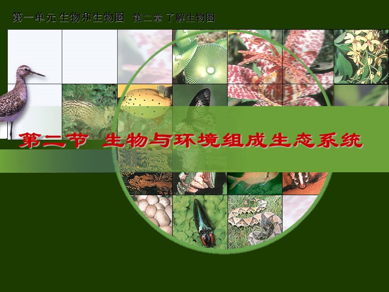 2018人教版生物七年级上册1.2.2《生物与环境组成生态系统》课件(共36张PPT).ppt_第2页