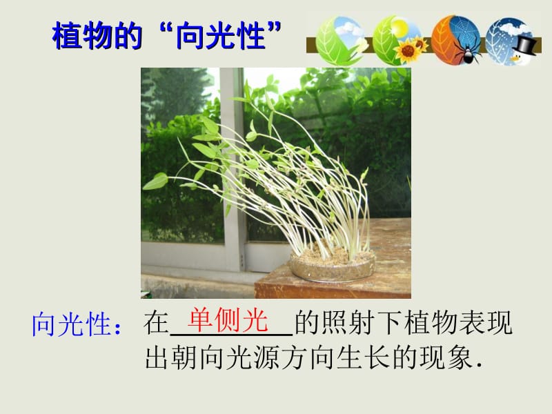 3.1《植物生长素的发现》课件李东勇.ppt_第2页